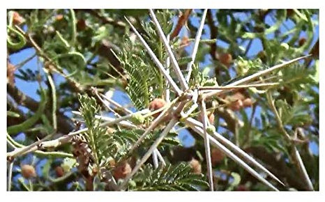 Pcs - 10x Acacia Tortilis Umbrella Acacia Tree Garden Pflanzen-Samen ID202 - Seeds & Plants Shop by Ipsa