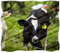 Manta de forro polar para sofá o cama, acogedora, suave, para pantorrilla, vacas lecheras jóvenes, pasto verde
