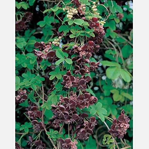 Thompson & Morgan Hardy Perennial Shrub, Chocolate Vine Akebia Quinata, Flowering Climber, Potted Garden Plants Ideal for Cottage Gardens, Walls, Fences, Patio and Containers (1 x 3 Litre Pot)