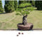 Exotische Bonsai Samen mit hoher Keimrate - Pflanzen Samen Set für deinen eigenen Bonsai Baum (1x Tamarinde)