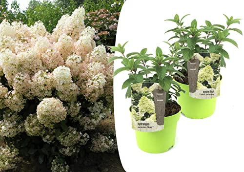 Plant in a Box - Hydrangea paniculata - Hortensia 'Bobo' - Rose clair - Set de 2 - Pot 19cm - Hauteur 25-40cm