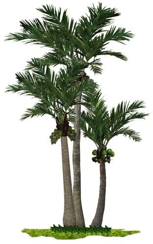 KIBONCY Simulated Coconut Tree Fake Coconut Outdoor Fiberglass Large King Coconut Greening Big Tree Outdoor Date Palm Landscape Tree 1+2+3m