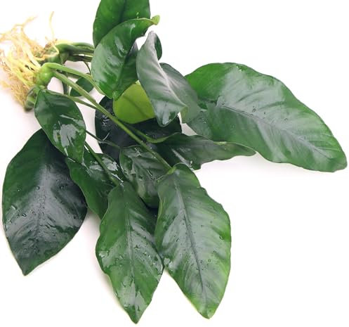 2 Anubias Barteri VAR Nana Live Aquarium Plants Aquascaping Fish Tank Plant k2aqua