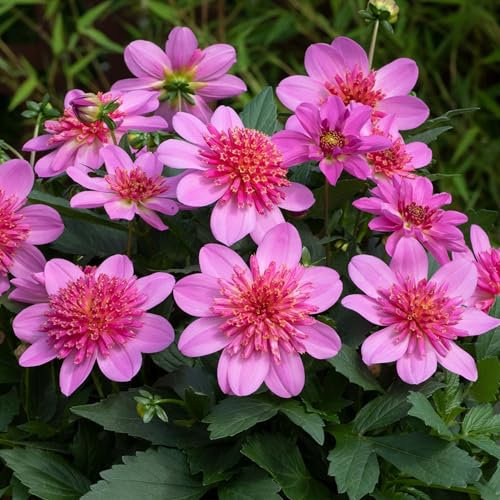 Dahlia Dalina Maxi Pink Starburst - Eye-Catching Pompon Garden Flowers Ready to Plant - Flowering Summer Plants Garden Ready for Beds, Borders, and Pots - Dahlia Plants (9cm Pot, 10-20cm)