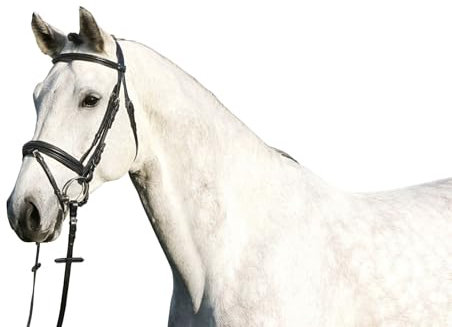 Euroriding Trense Paris englisches Reithalfter Farbe: schwarz Größe: Pony