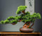 20 Stück Wacholder-Bonsai-Baumsamen