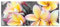 Pixxprint Glasbild Panorama, Wandbild aus Echtglas, schöne Monoi Blüten, 100x40 cm, inkl. Aufhängung und Abstandshalter