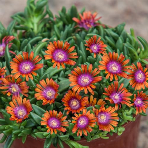 Delosperma 'Sundella Apricot'. Plug Plant x 4. Evergreen mat Forming Succulent for rockeries. Ice Plant. Available from Bedwen Plants