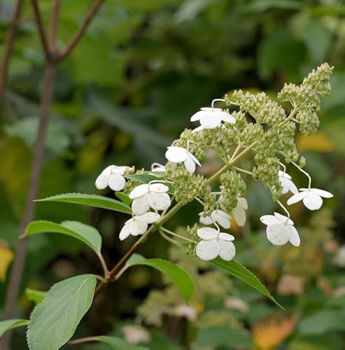Hochstamm Rispenhortensie Levana® 100-125cm - Hydrangea paniculata