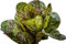 Lechuga romana de la semilla, las pecas, la herencia Lechuga semilla, semillas a granel, no GMO 400ct