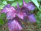 250 + semi di basilico viola Ruffles
