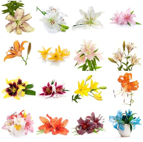 6 pcs winterharte pflanzen für garten lilien zwiebeln - bienenfreund topfpflanzen lilie baumlilien,Hydrokultur winterlinge zwiebeln winterhart mehrjährig blumenzwiebeln frühblüher