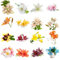 6 pcs winterharte pflanzen für garten lilien zwiebeln - bienenfreund topfpflanzen lilie baumlilien,Hydrokultur winterlinge zwiebeln winterhart mehrjährig blumenzwiebeln frühblüher