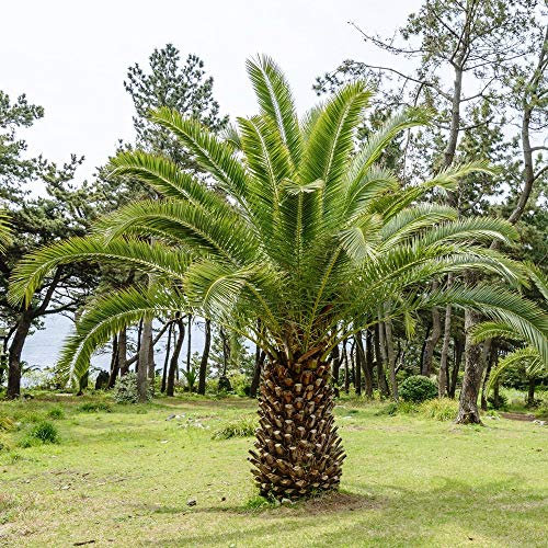 Isola Canaria Date Semi di palma - Phoenix canariensis