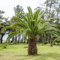 Isola Canaria Date Semi di palma - Phoenix canariensis
