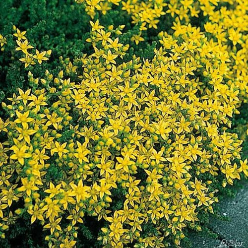 Gelber Mauerpfeffer (Sedum acre) - 3 Stück