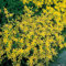 Gelber Mauerpfeffer (Sedum acre) - 3 Stück