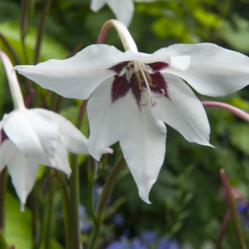 Bulbi da Fiore (10 X Gladiolus Callianthus - Acidanthera bicolor)