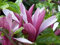 1 Stück Magnolia liliiflora Susan (niedrige Magnolie) Containerware 40-60 cm