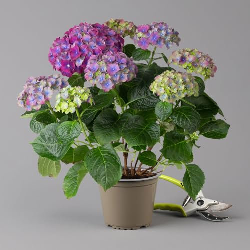 Hortensie 'Hi™ Fire', rot-lila, Topf-Ø 14 cm, Höhe ca. 40 cm