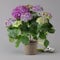 Hortensie 'Hi™ Fire', rot-lila, Topf-Ø 14 cm, Höhe ca. 40 cm