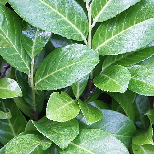 SAVINI VIVAI seto cerezo laurel árbol en maceta 24 cm altura 70-100 cm