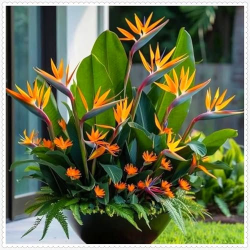 Strelitzia reginae: planta exuberante con flores de ave del paraíso, resistente y fácil de mantener.-3bulbos-B