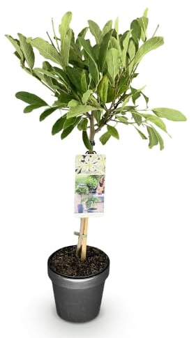 GreenboutiQ - Stamm Pflanze - Magnolia stellata - Terrassenpflanze - Laubabwerfend - Winterhart - Weiße Blüte - Topf 19cm Höhe 90cm