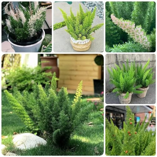 200 Pcs Zierspargel Pflanze Samen, Fuchsschwanz Farn, Herbst Dekoration, Winterharte Pflanzen Für Garten (Asparagus Densiflorus) Schnellwachsende Sträucher Als Sichtschutz Pflanzen