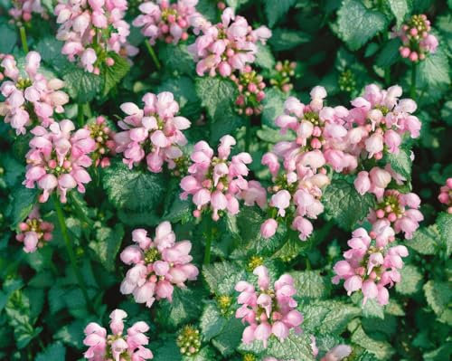 Lamium maculatum 'Shell Pink' ca. 9x9 cm Topf - Gefleckte Taubnessel, zartrosa Blüten, Blütezeit April-Juni, ideal für schattige Beete, bodendeckend, pflegeleicht