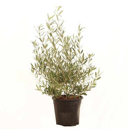 KENTIS - Olea Europea Cipressino - Olivier - Vraies plantes fruitières d'extérieur - Olivier de jardin persistant - H 80-100 cm Pot Ø 24 cm