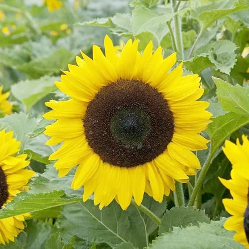 400 pcs sonnenblumensamen blumensamen gastgeschenk,sonnenblumen samen wildblumensamen mehrjährig winterhart blumensamen robuste balkonpflanzen winterhart