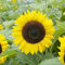 400 pcs sonnenblumensamen blumensamen gastgeschenk,sonnenblumen samen wildblumensamen mehrjährig winterhart blumensamen robuste balkonpflanzen winterhart