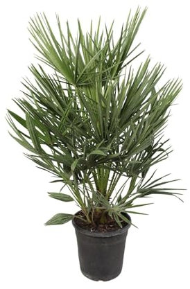 Chamaerops Humilis - 90-100cm - Ø21cm - Gartenpflanze