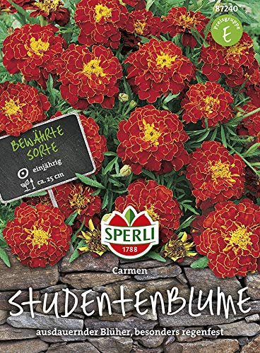 Sperli-Samen Studentenblume Carmen