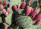 25 PINK Feigenkaktus Samen, Opuntia engelmannii, Kalter Hardy Süße Nopal