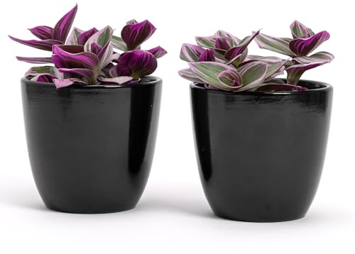 Vimin Box Lot de 2 Pots en Terre Cuite | Dimensions : 10 cm H.9 cm | Idéal pour Plantes, Fleurs et bonsaï. Paire de Vase d'intérieur et d'extérieur | Porte-Pots élégants pour Maison, Balcon (Noir)