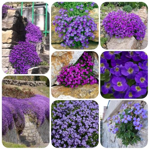 blaukissen, mehrjährig balkon bodendecker winterhart garten 850samen