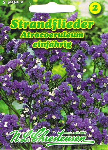 Strandflieder 'Atroceruleum' ,einjährig, Statice, dunkelblau 'Limonium sinuatum'