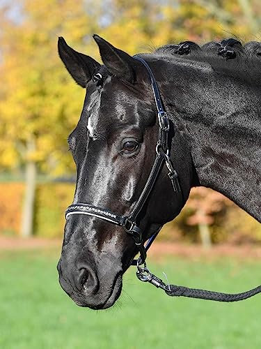 Busse Lederhalfter Colour-Wave MSH, Black/Kristall-Silber