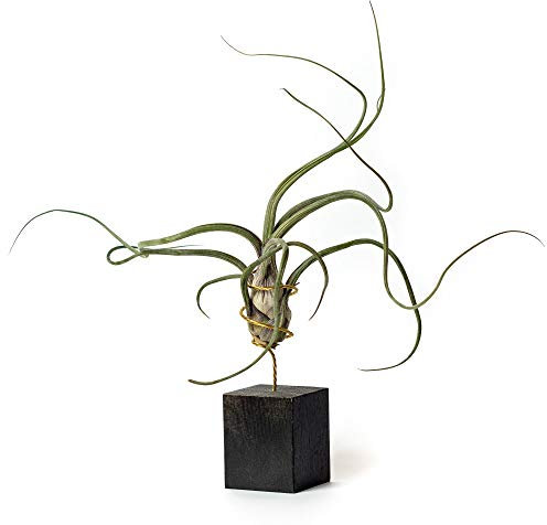 PLANDAIRE - Tillandsia Pseudobaileyi Zimmerpflanzen-Pflanzen-Set (schwarz)