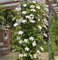 Waldrebe Joe 40-60cm - Clematis