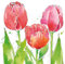 CasaJame Servietten (2er Set / 40Stück) 3-lagig 33x33cm Frühling Tulpen aquarell