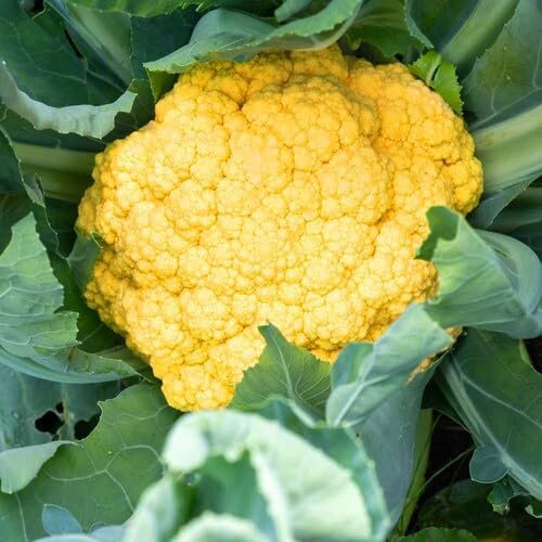 Semillas de coliflor amarillas 50 piezas