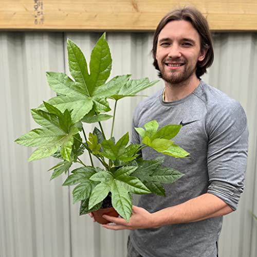 Fatsia Japonica | Hardy Evergreen Shrub | 40-50cm