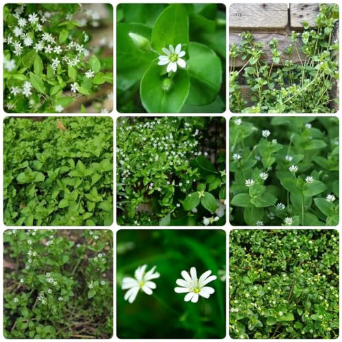 200 pcs vogelmiere samen bio - topfpflanzen draußen winterhart,Stellaria media, winterharte kübelpflanzen gartenblumen pflanzenkübel mini garten kräutergarten winterfeste pflanzen