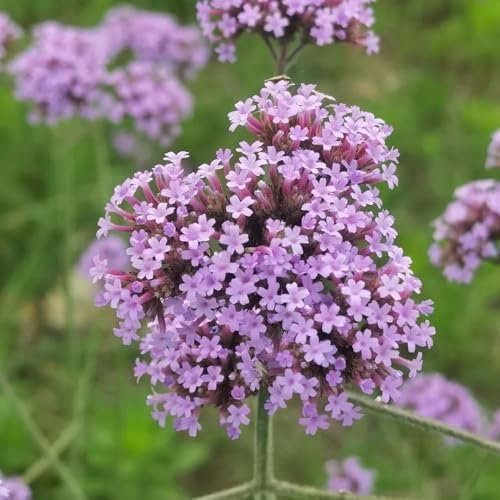 550 pcs eisenkraut samen mehrjährig winterharte blumen garden eisenkraut pflanze - Verbena officinalis - samen winterhart winterharte stauden mehrjährig blüten kräuterbeet blumen für