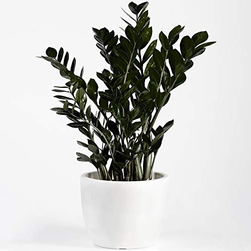 Premium Zamioculcas Raven | Indoor Black ZZ Plant for Home or Office | 30-40cm