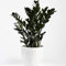 Premium Zamioculcas Raven | Indoor Black ZZ Plant for Home or Office | 30-40cm