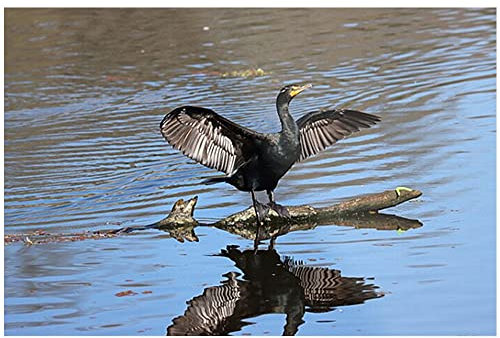 Leinwandbild, Motiv: schwarze Ente am Fluss, Kunstdruck, Tier-Wandkunst, Gemälde, moderner Bilddruck, ungerahmt für Wohnzimmer, Esszimmer, Schlafzimmer, Badezimmer, Heimdekoration, 30,5 x 45,7 cm